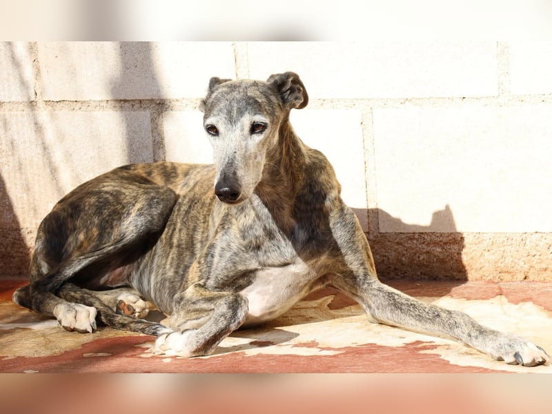 Agripina - Galgo-Ömi sucht endlich ihr Zuhause