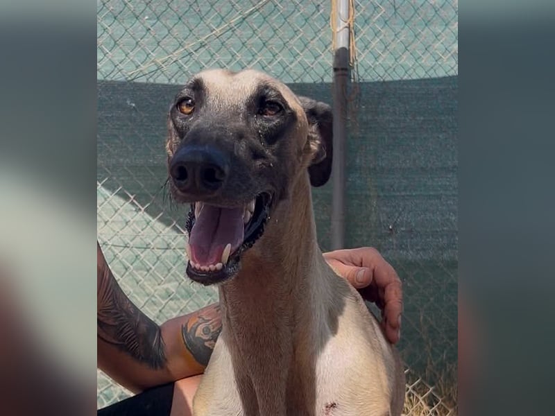 Anatol - eine Siamkatze als Galgo - einfach wunderschön!!!