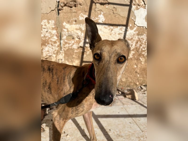 Cava - edle Galga sucht ihr Königreich