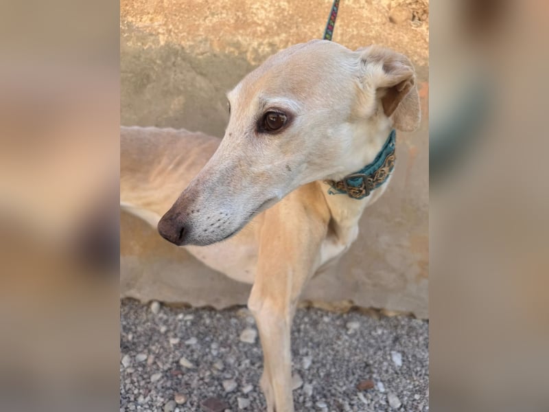 Galgo-Ömchen sucht Sofa-Platz