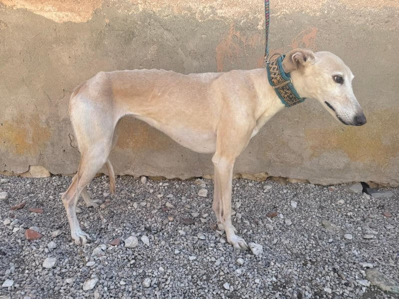Galgo-Ömchen sucht Sofa-Platz