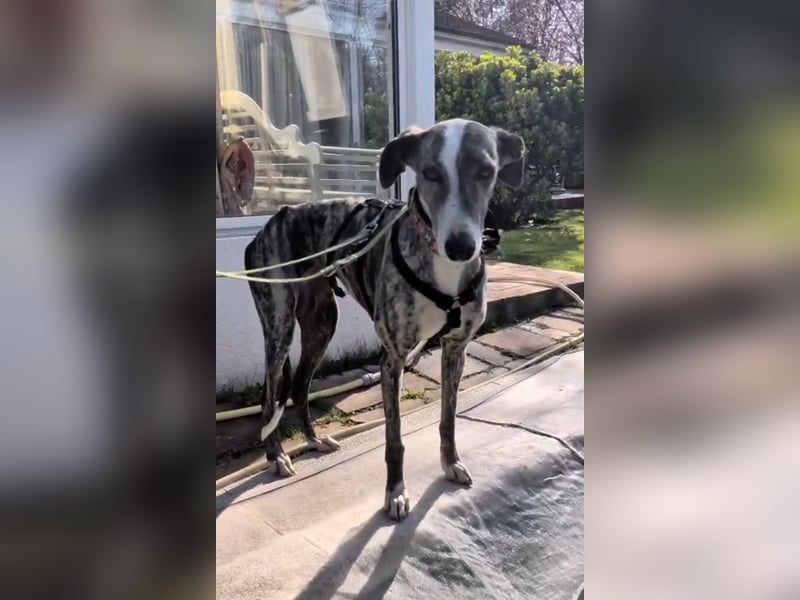 Zauberhafte Galga Lupe sucht dich!!!