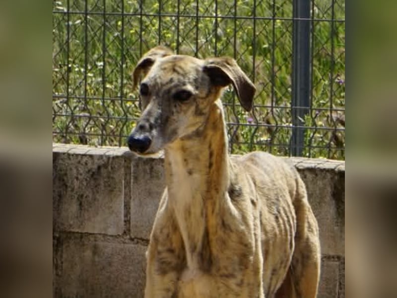 Zoro - ein Gentleman sucht seine Familie