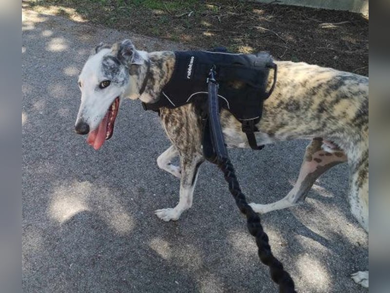 Noe sucht schon so lange!!!