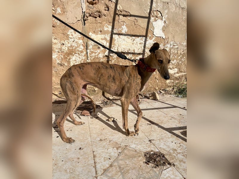 Cava - edle Galga sucht ihr Königreich