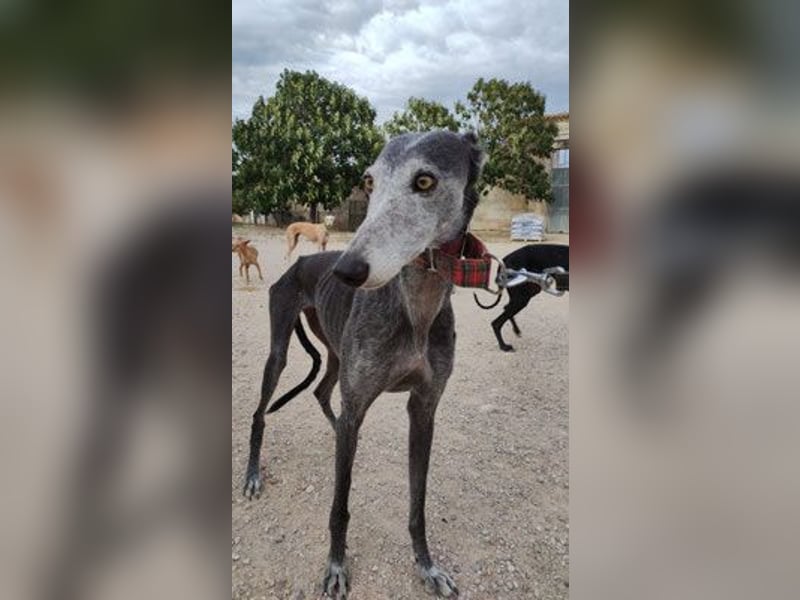 Angsthase Juana sucht ihre Menschen