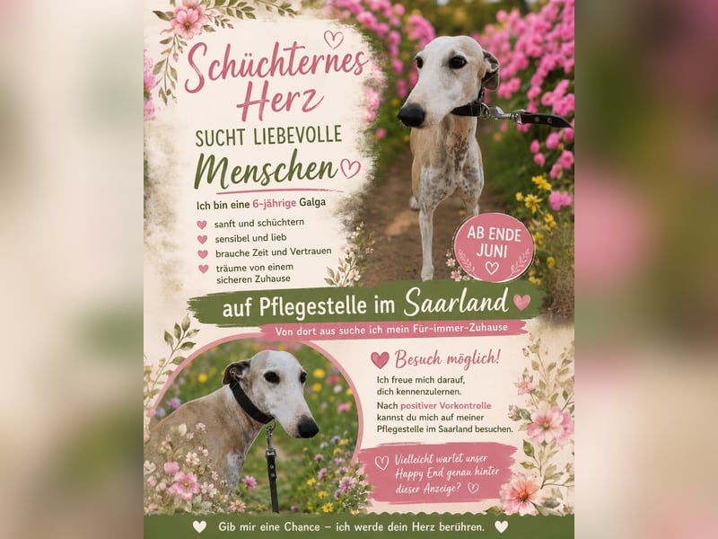 Hope - Aparte Galga im besten Alter mit einem Herz aus Gold