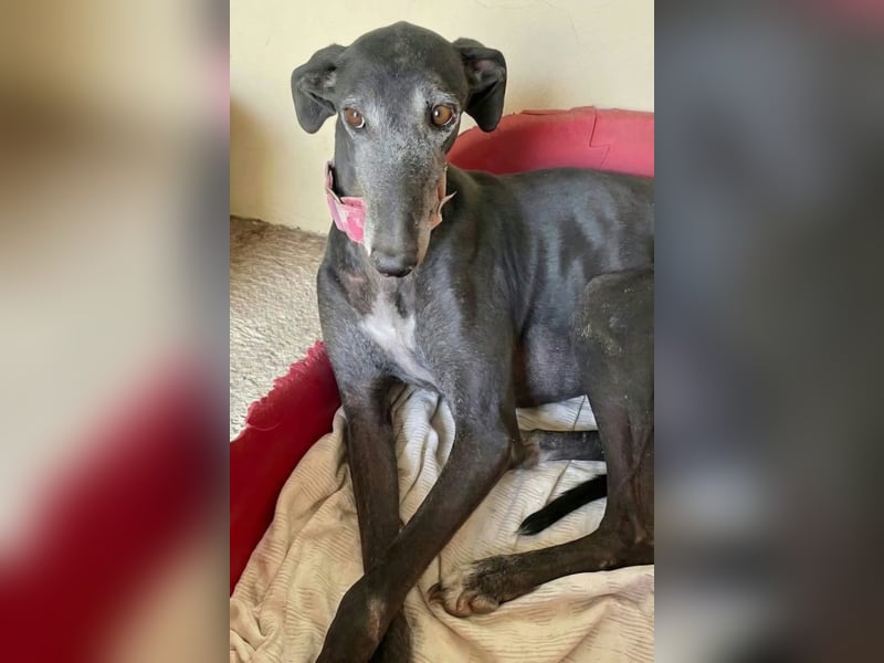 Clyde sucht seine Bonny