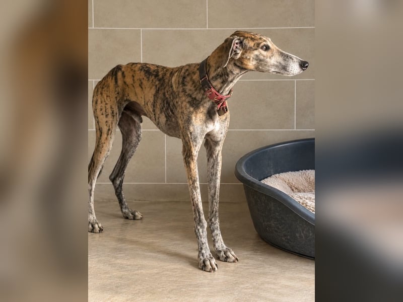 Bruno - Charming Boy ist auf der Suche