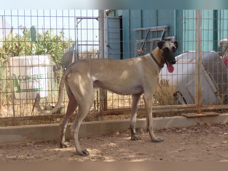 Anatol - eine Siamkatze als Galgo - einfach wunderschön!!!