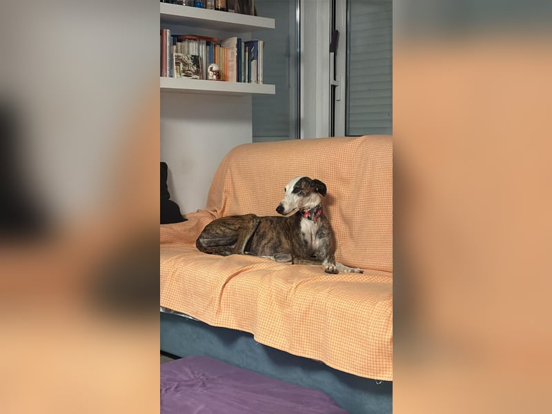 Zen - eine Prinzessin in Galgo-Gestalt