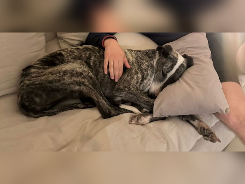 Zauberhafte Galga Lupe sucht dich!!!