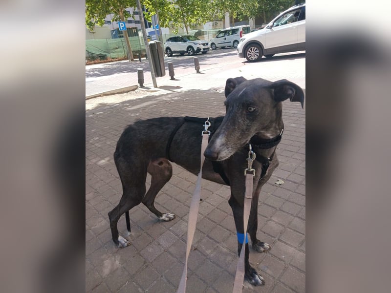 China- Rauhhaargalgo mit Flair sucht dich!!!