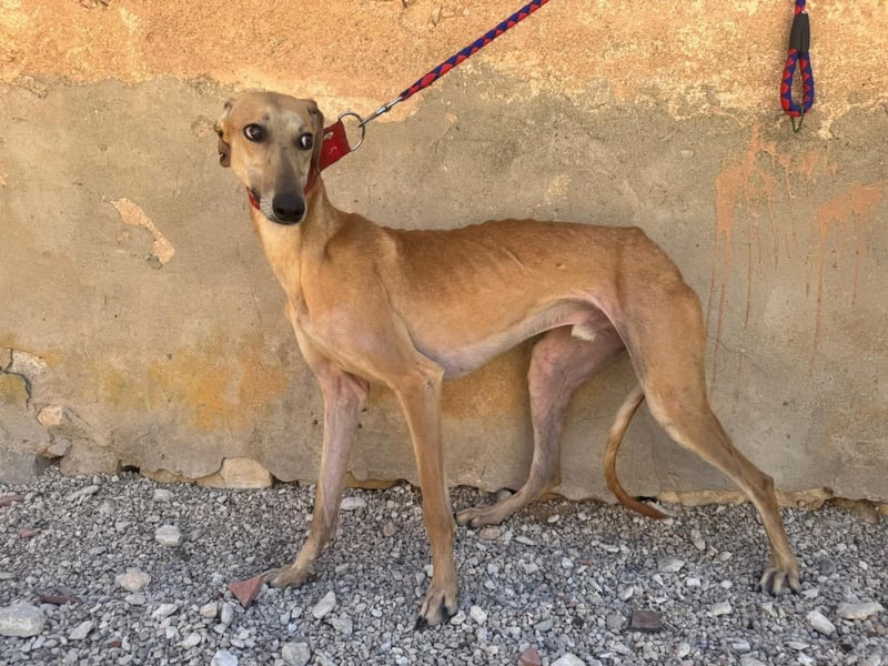 Prinz Iker sucht dich!!!