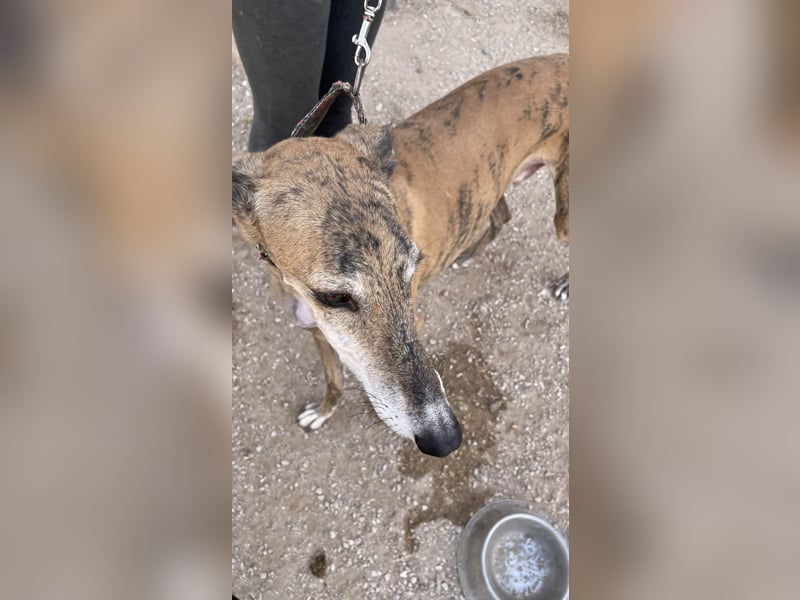 Monitor- Gute-Laune-Galgo sucht neuen Wirkungskreis