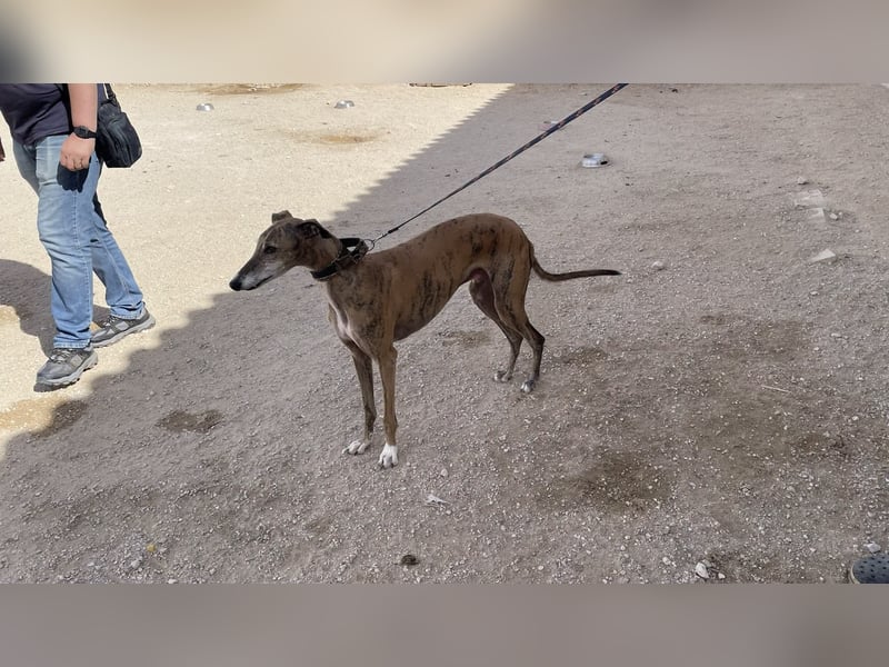 Monitor- Gute-Laune-Galgo sucht neuen Wirkungskreis
