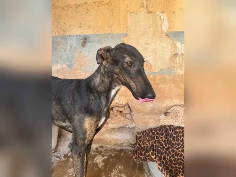 Toller Galgo-Mix Rey ist reisebereit