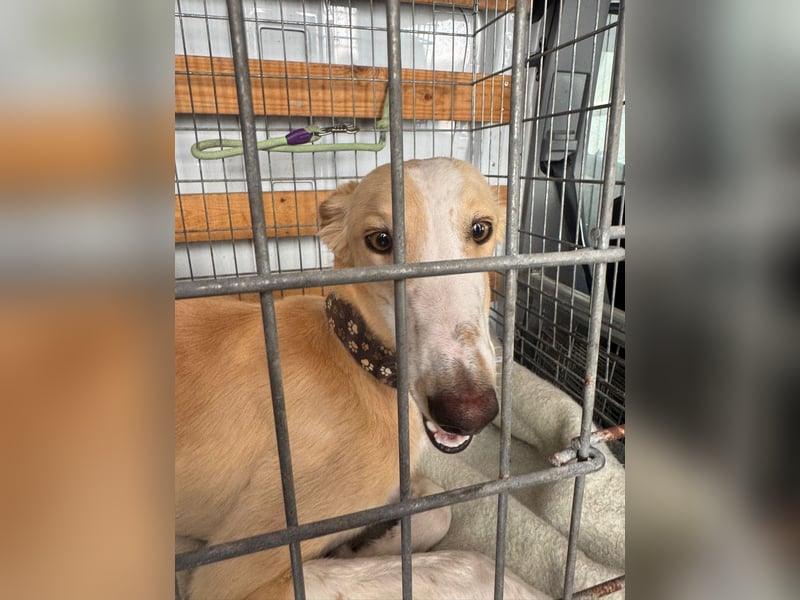 Coti sucht ihre Familie!