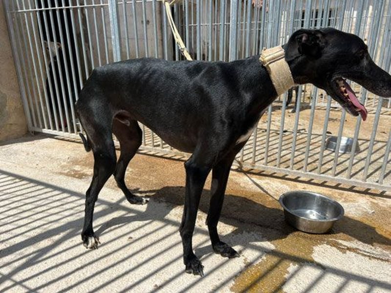 Superstar Bite sucht dich!!!