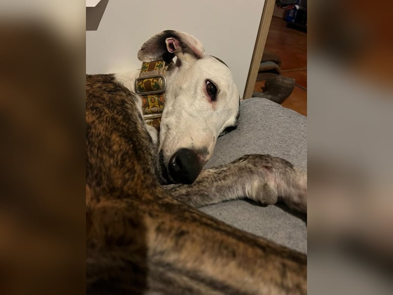 Zen - eine Prinzessin in Galgo-Gestalt