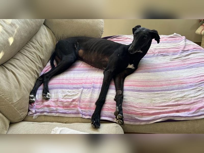 Wunderschöne Kata sucht Menschen mit Zeit