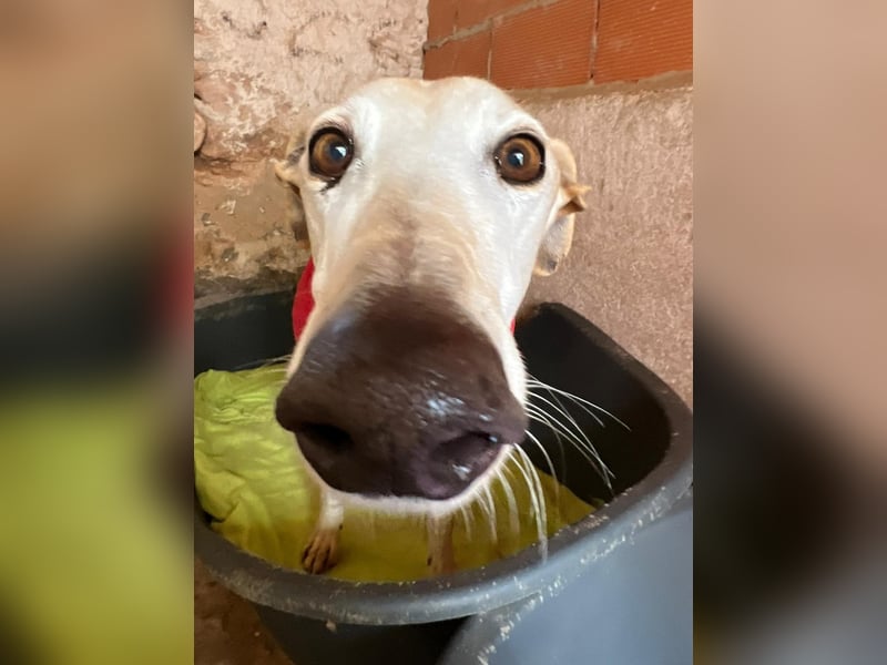 Gaspar sucht Plätzchen für zarte Seele