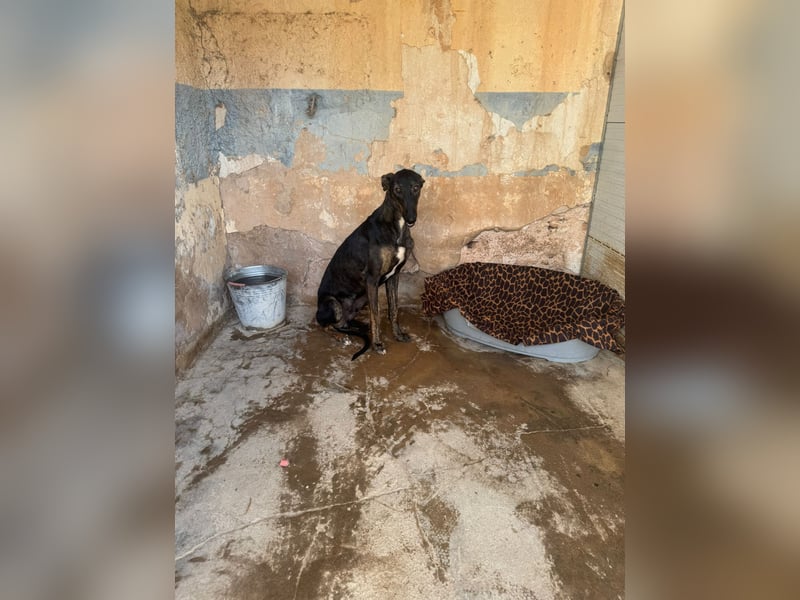 Toller Galgo-Mix Rey ist reisebereit