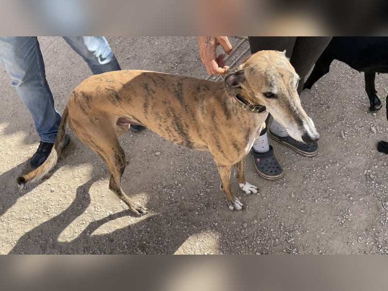 Monitor- Gute-Laune-Galgo sucht neuen Wirkungskreis