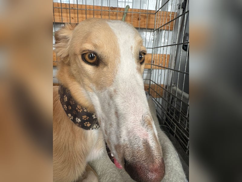 Coti sucht ihre Familie!