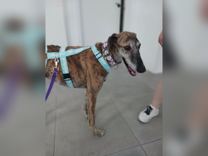 Leon - Galgo im besten Alter sucht dich!!!