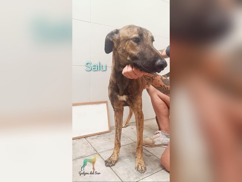 Salu geb. 12/2023 (ESP) - unglaublich liebevoller Galgo-Mix sehnt sich nach einem Zuhause!