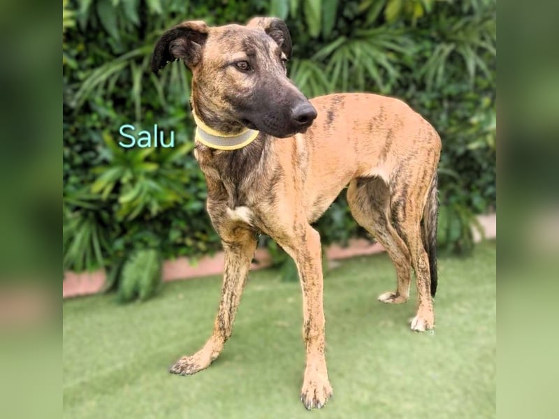 Salu geb. 12/2023 (ESP) - unglaublich liebevoller Galgo-Mix sehnt sich nach einem Zuhause!