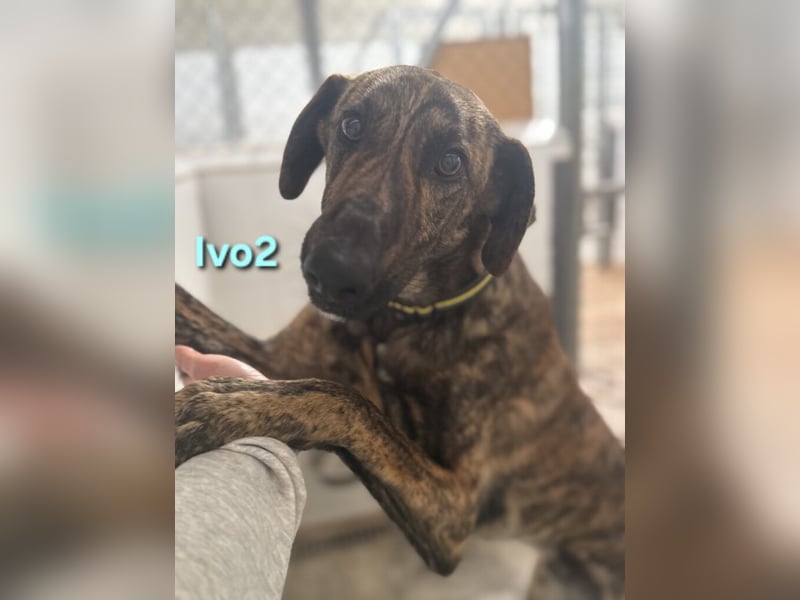 Ivo2 geb. 02/2025 (ESP) - ausgeglichener Junghund sucht seine Familie!