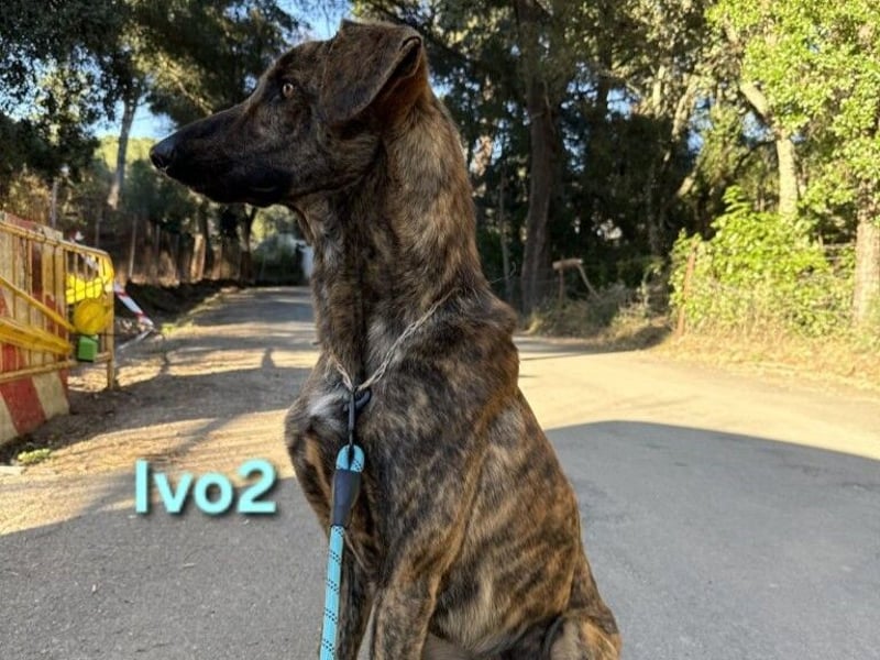 Ivo2 geb. 02/2025 (ESP) - ausgeglichener Junghund sucht seine Familie!