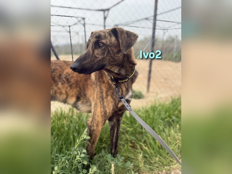 Ivo2 geb. 02/2025 (ESP) - ausgeglichener Junghund sucht seine Familie!