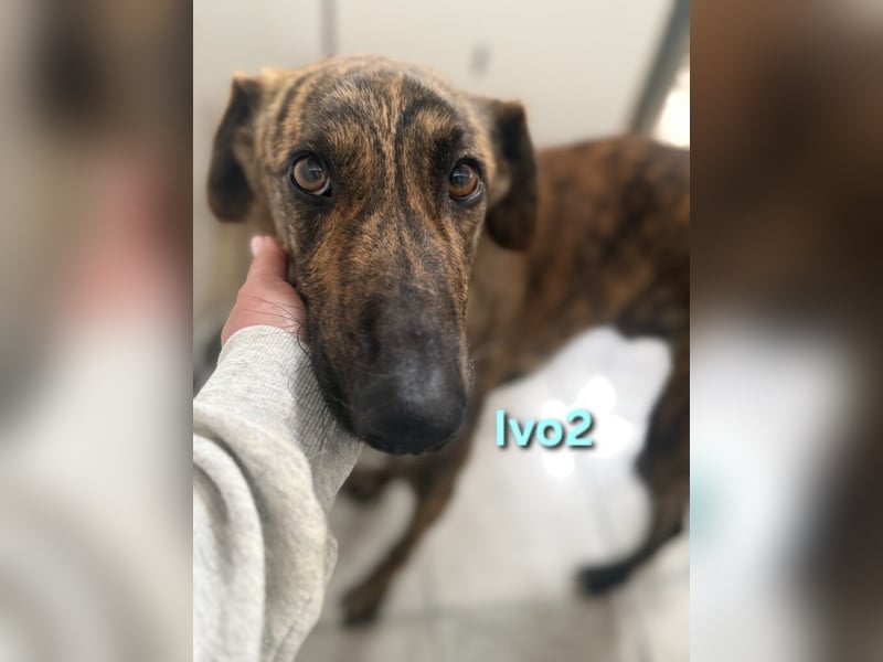 Ivo2 geb. 02/2025 (ESP) - ausgeglichener Junghund sucht seine Familie!