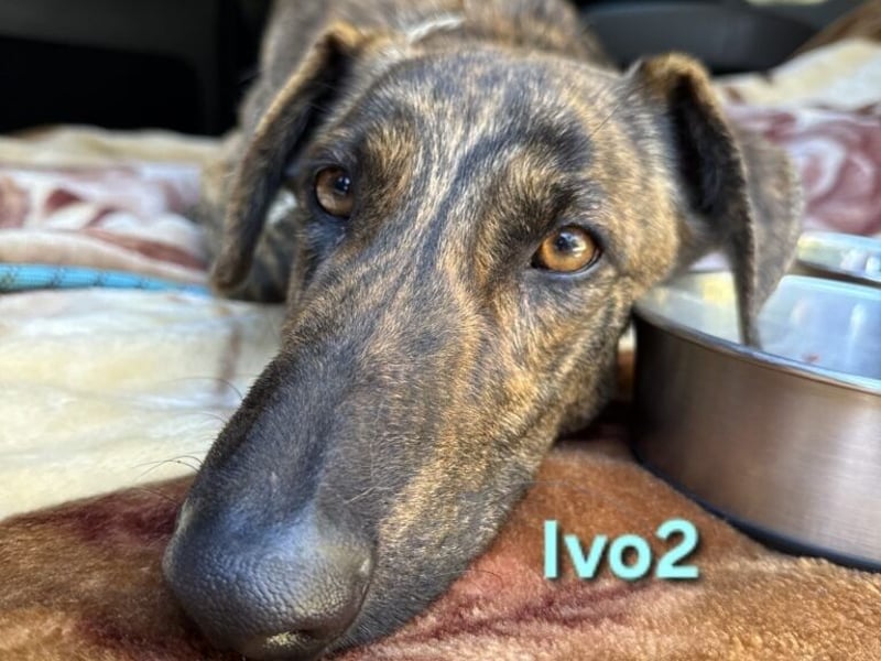 Ivo2 geb. 02/2025 (ESP) - ausgeglichener Junghund sucht seine Familie!