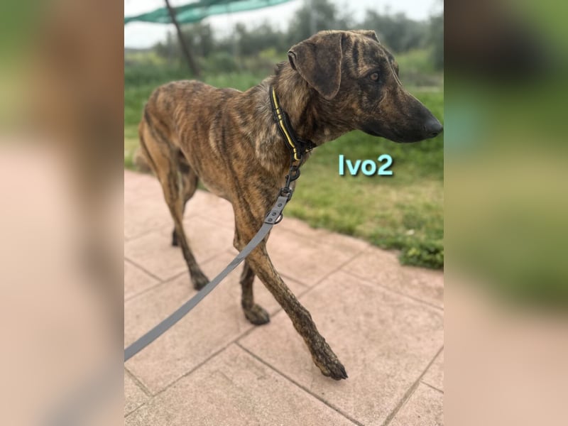 Ivo2 geb. 02/2025 (ESP) - ausgeglichener Junghund sucht seine Familie!