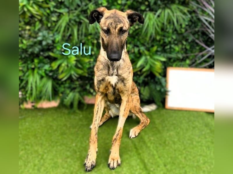 Salu geb. 12/2023 (ESP) - unglaublich liebevoller Galgo-Mix sehnt sich nach einem Zuhause!