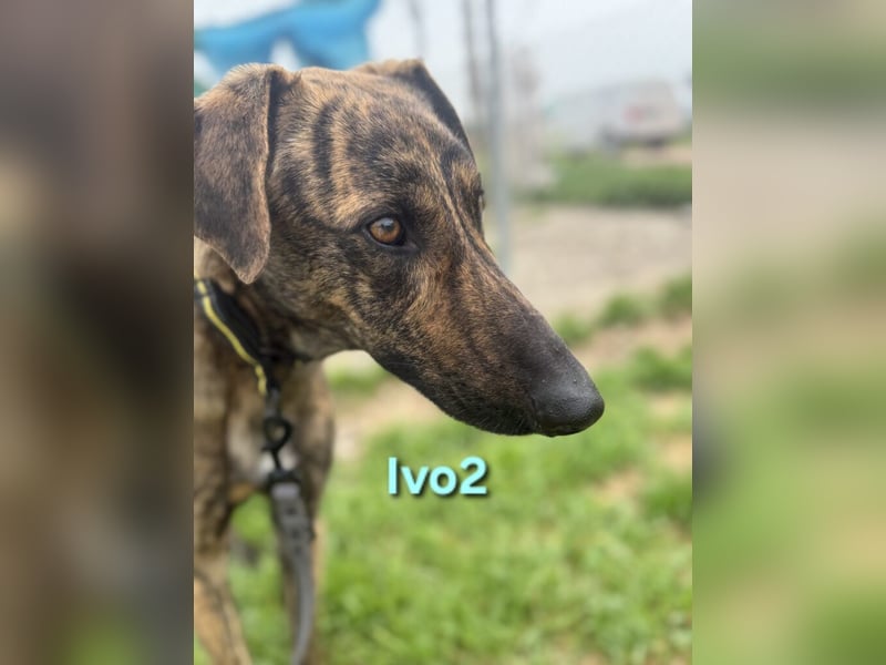 Ivo2 geb. 02/2025 (ESP) - ausgeglichener Junghund sucht seine Familie!