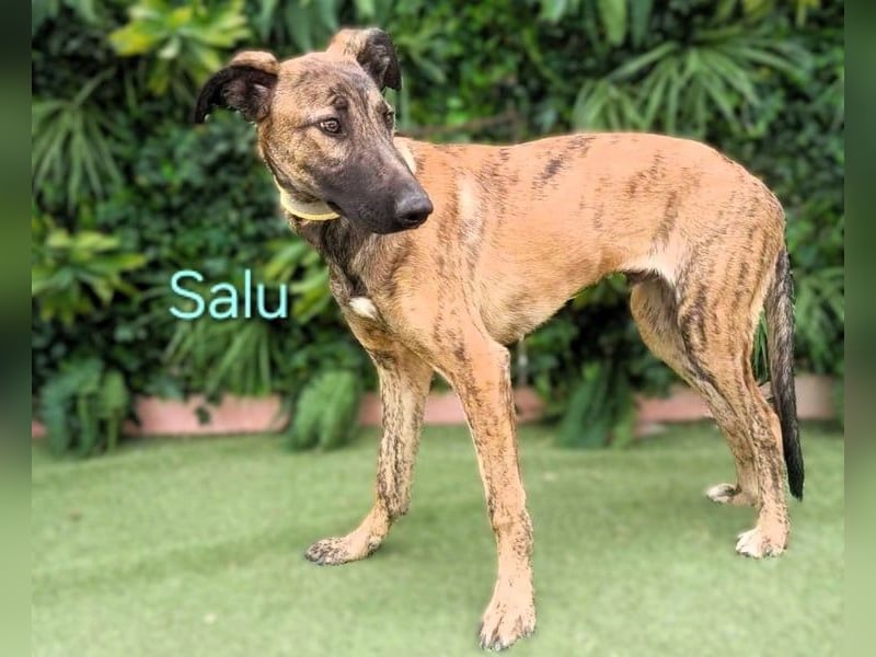 Salu geb. 12/2023 (ESP) - unglaublich liebevoller Galgo-Mix sehnt sich nach einem Zuhause!