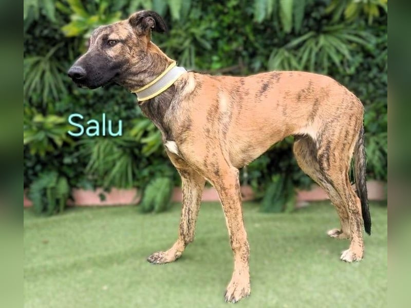 Salu geb. 12/2023 (ESP) - unglaublich liebevoller Galgo-Mix sehnt sich nach einem Zuhause!