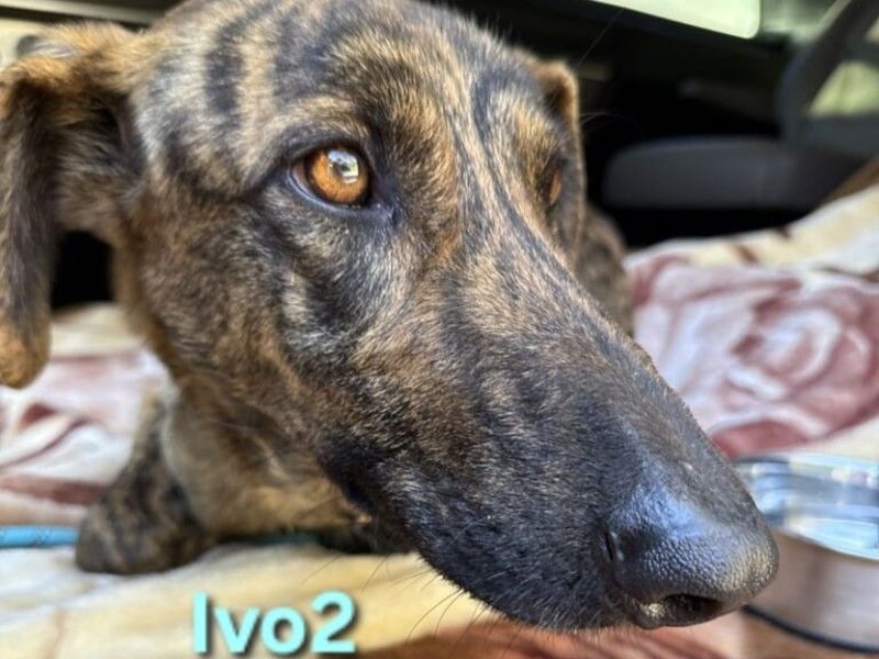 Ivo2 geb. 02/2025 (ESP) - ausgeglichener Junghund sucht seine Familie!