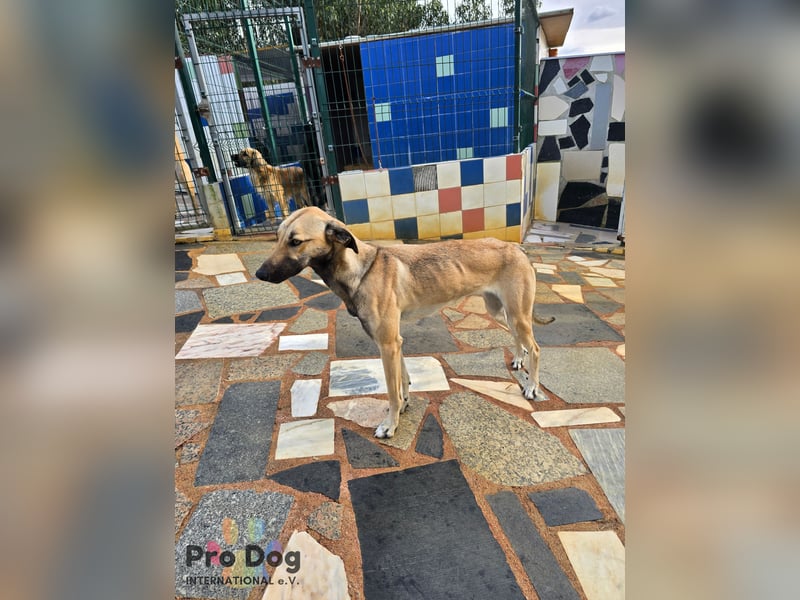 Romy auf Pflegestelle