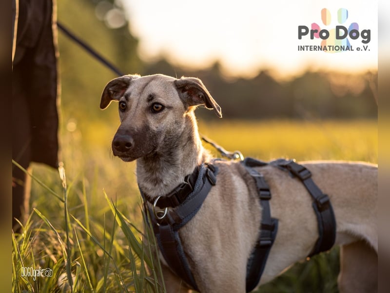 Romy, eine Traumhündin