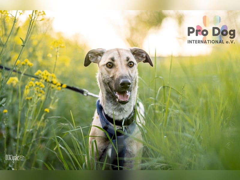 Romy, eine Traumhündin