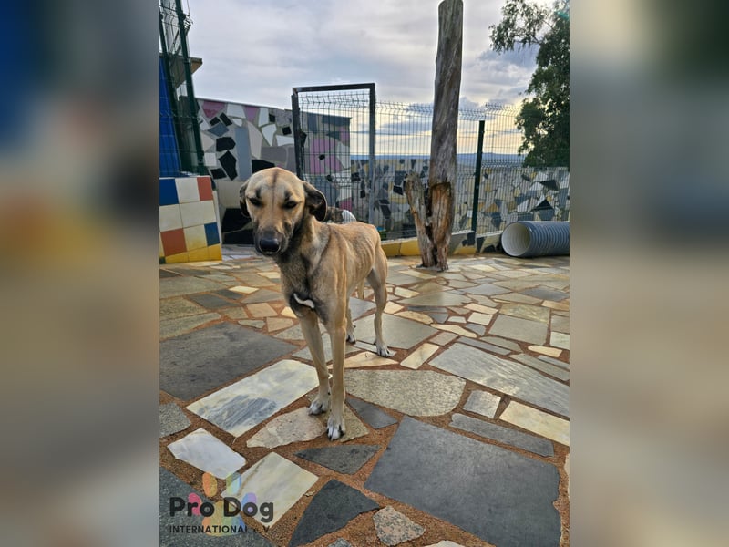 Romy auf Pflegestelle