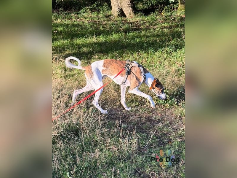 Traumhund Dante sucht neues Zuhause