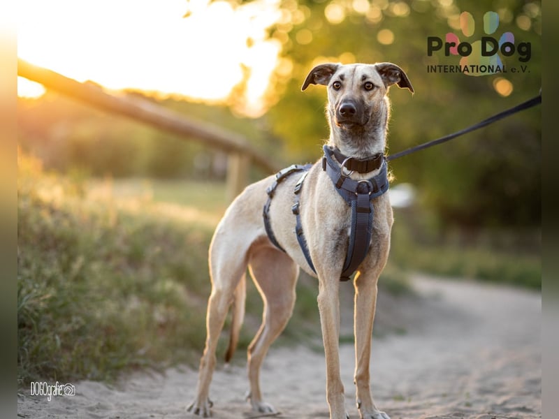 Romy, eine Traumhündin