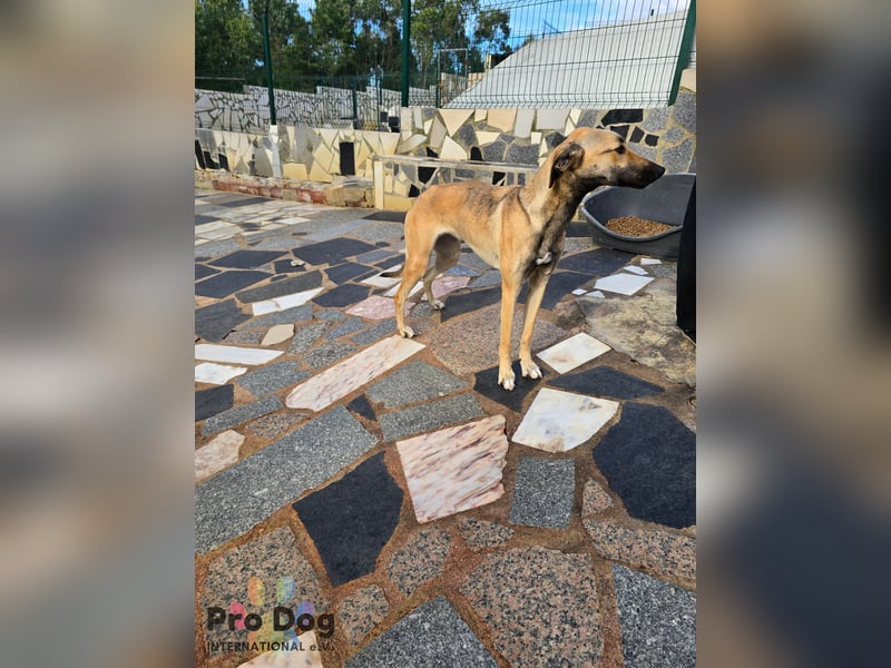 Romy auf Pflegestelle